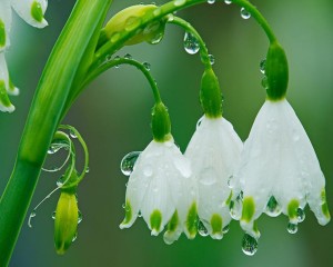 singing-in-the-rain-flowers-garden-spring-168513